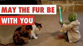 May The Fur Be With You | Funny Star Wars Pet Video Compilation Edition 2017