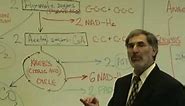 Professor Fink explains CELLULAR RESPIRATION (Part 6); Krebs Cycle; Electron Transport Chain