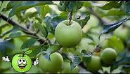 Green Apple Farm: Discover The Secrets of Planting And Growing Green Apples