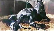 It's a miracle! The birth of a Friesian horse foal. First breath, contact with mother, steps, drink