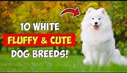 10 White Fluffy Dog Breeds