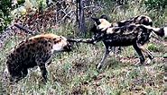 Wild Dog Slaps Hyena: Rare Predator Face-Off