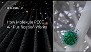 How Molekule PECO Air Purification Works