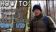 How to Identify Trees in the Winter (Part 1)