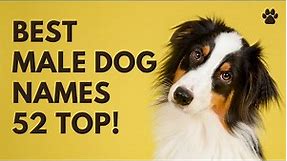 🐶 Best Male Dog Names 52 CUTE 🐾 TOP 🐾 UNIQUE 🐾 Ideas | Names