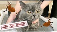 HOW TO GET RID OF FLEAS FAST, CHEAP AND EASY 🙀 LEARN SECRETS HOW TO TREAT YOUR CAT KITTEN AND HOME
