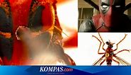 Thor sampai Deadpool, 5 Jenis Lalat Pembunuh Ditemukan di Australia