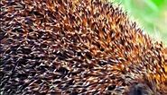 Four Toed Hedgehog A Quick Peek #wildanimals #animals #animalworld #animalfacts #facts