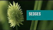 Sedges | Plant of the Month
