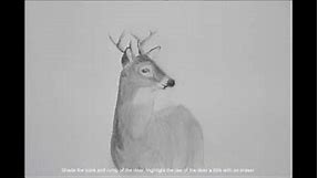 How to Draw a Whitetail Deer 2 with bonus