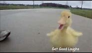 Hilarious Little Duck Is Following Man | Funny VIDEO | GGL