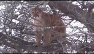 Hunt Mountain Lions (Cougars) in Alberta Canada with Timberline Guiding