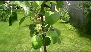 Fruiting Young Cortland Apple Tree, Late June 2013 (Part 1 of 2)