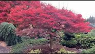 RED SELECT JAPANESE MAPLE