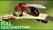Unstoppable Invaders - The Red Imported Fire Ant | Free Documentary Nature