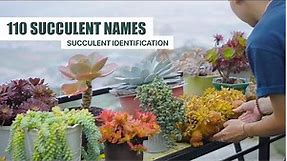 SUCCULENT IDENTIFICATION | 110 Succulents Name with Description