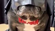 French Bulldog - THE BATMAN 🦇🐽 . . . . @take.joa.buhi