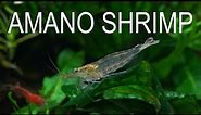 AMANO SHRIMP : EVERYTHING YOU NEED TO KNOW - Full Care Guide
