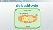 Cellular Respiration in Plants | Location & Equation
