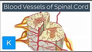 Blood Vessels of the Spinal Cord (preview) - Human Anatomy | Kenhub