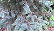 Dwarf Colorado Blue Spruce Tree