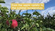 Your Guide to Apple Picking Season, Plus 7 Must-Know Apple Harvesting Tips