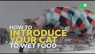 How To Transition from Dry To Wet Food