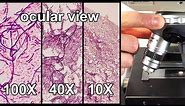 How to Focus a Microscope & How the Field of View Changes