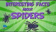 Interesting facts about Spiders | Educational Video for Kids.