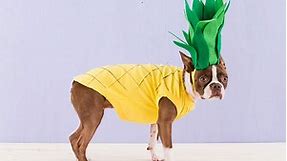 14 Easy DIY Dog Costumes You Can Whip Up at Home