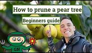 How to prune a pear tree: ultimate beginner gardening guide