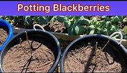 🪴Potting Apache Blackberries Plants🪴
