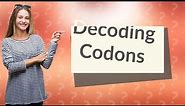 What is the meaning of A codon?