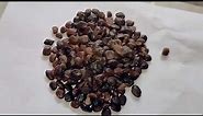 Imli Fruit Seed (Tamarindus Indica ) | Available on IndiaMART