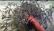 Fish pedicure
