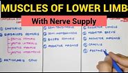 All Muscles of Lower Limb with Nerve Supply 🔥| Easy way to Remember
