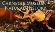 Walkthrough the Carnegie Natural History Museum