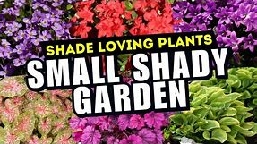 10 AMAZING Plants for Small Shady Gardens 🌿 // NO SUN? NO PROBLEM! 💚