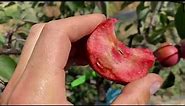 Almata Red Flesh Apple Taste Test, Pacific Crab Apple Rootstock