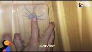 Huge Huntsman Spider in House Freed by Brave Mom | The Dodo