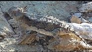 Focus on Species: Regal Horned Lizard (Phrynosoma solare)