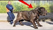 TOP 10 BIGGEST DOGS IN THE WORLD!
