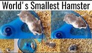 World's Smallest Hamster