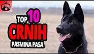🐕 Crni Psi - TOP 10 Crnih Pasmina Pasa!