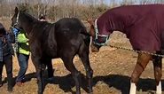 Wow Best wild Horse and mares Andalusian horses #FacebookReelsContest #reels | Tha Horse Caregiver