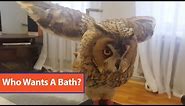 Owl Takes Bath With Spray Bottle