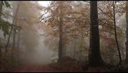 Relaxing Autumn Forest / Leaves Falling From Trees, Fog and Rain in Colorful Forest / 8 Hours