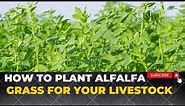 How To Grow Alfalfa Grass For Rabbits Cows sheep and Goats | Growing Lucerne Grass