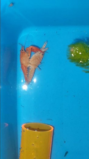 🔞crayfish breeding hatching eggs day 1#breeding #crayfish #aquarium #fishing #fishaquarium #viral