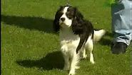 Breed All About It - Cavalier King Charles Spaniel